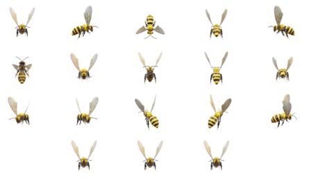3D Bee Model Animated PowerPoint Featured Image