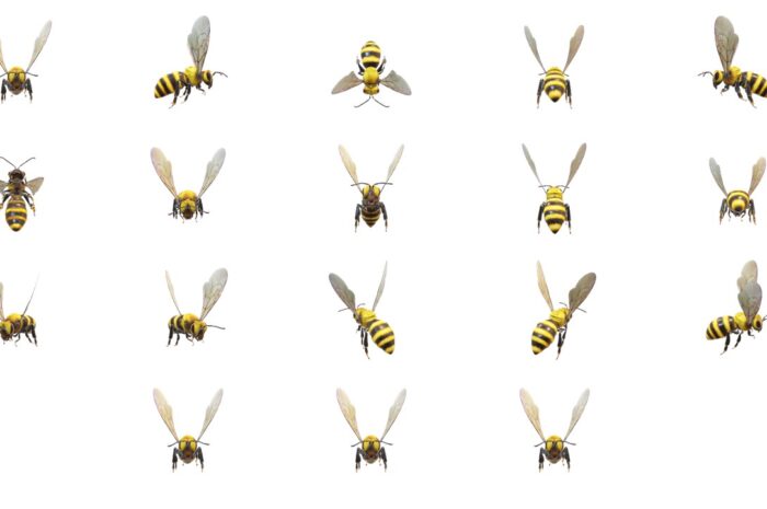 3D Bee Model Animated PowerPoint Featured Image